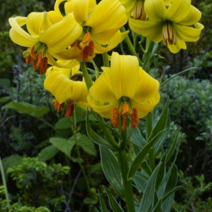 Lilium carniolicum